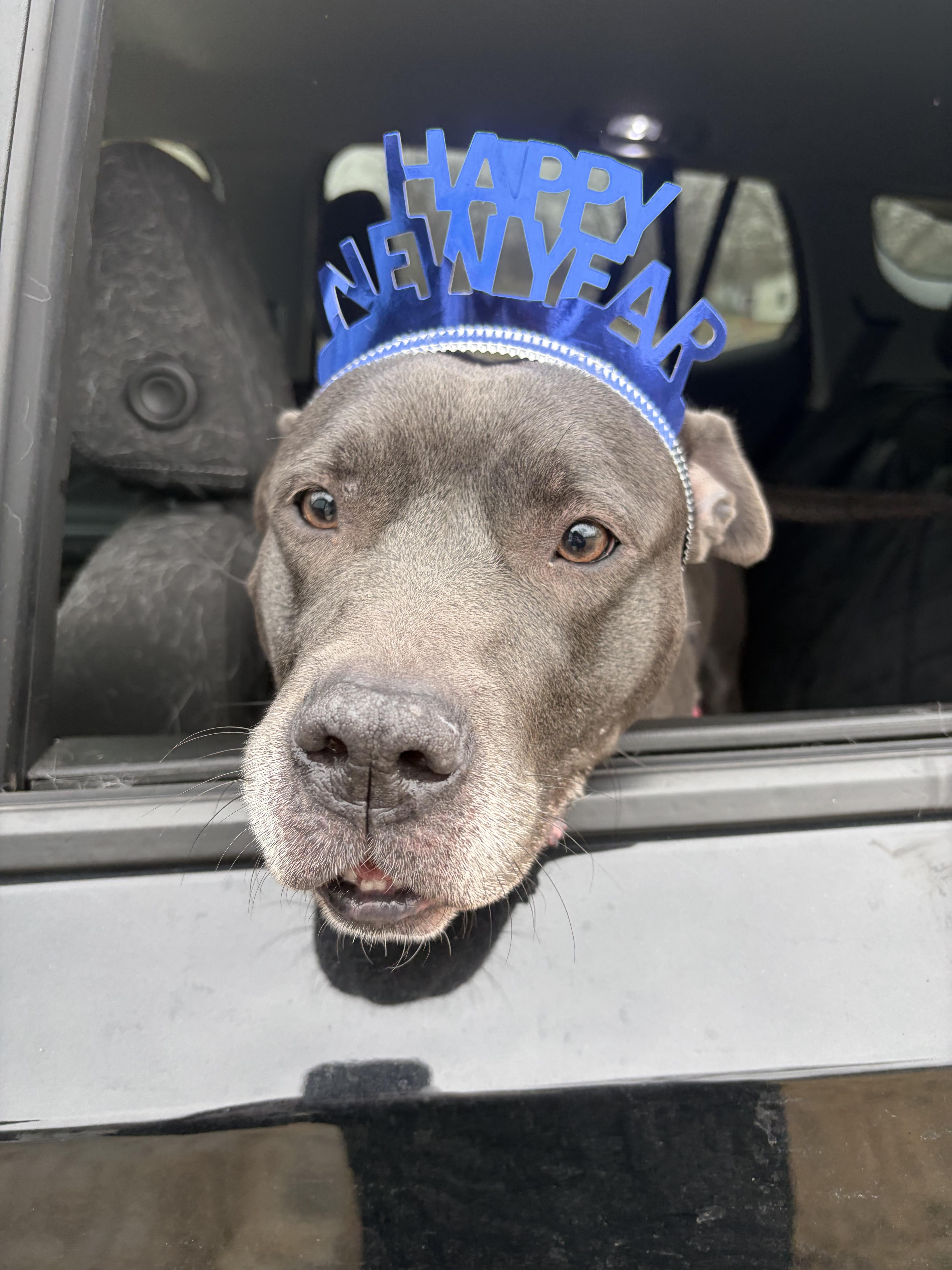 Nala [FOSTER OR ADOPTABLE]