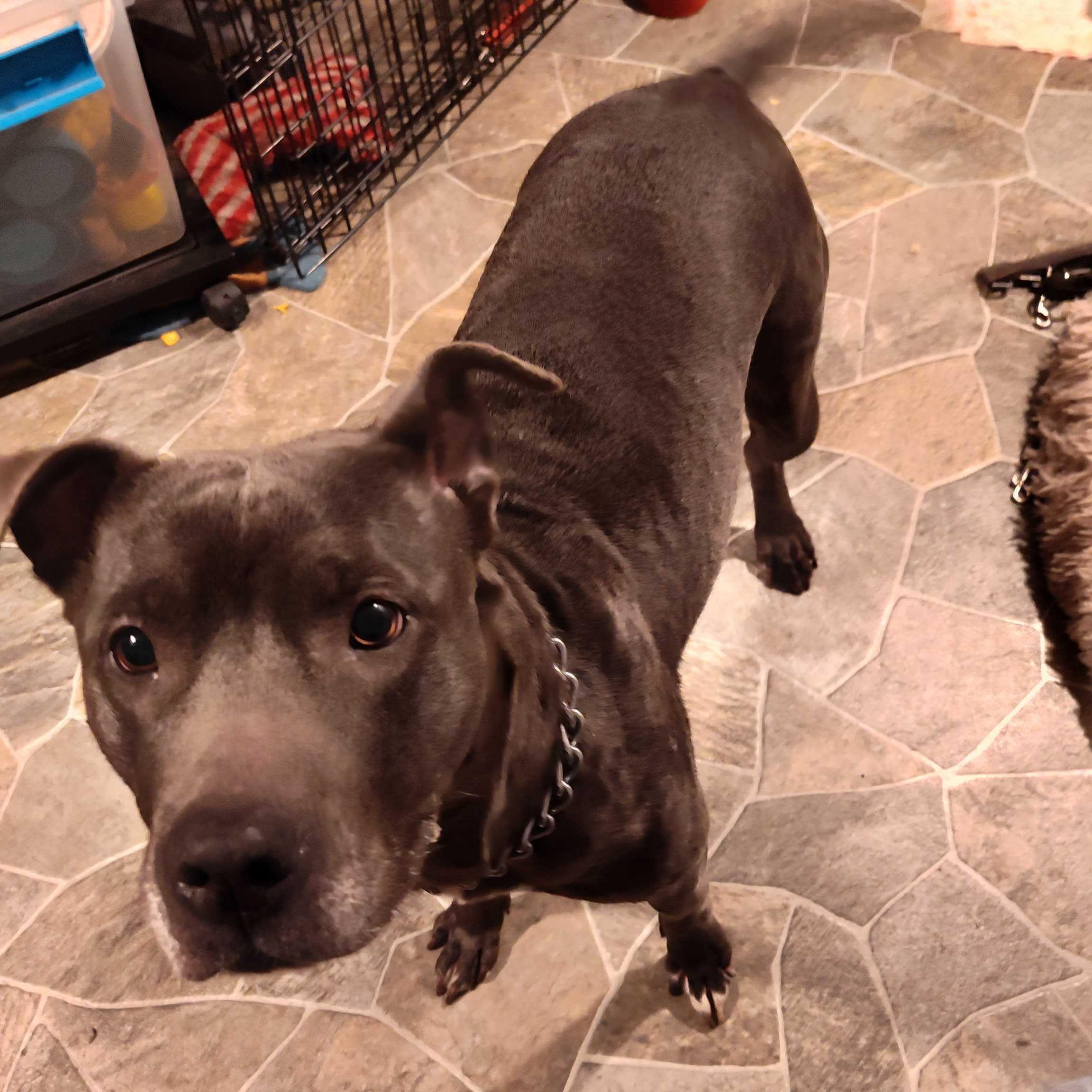 Nala, a Adoptable mixed breed in Addison, IL image 4/4