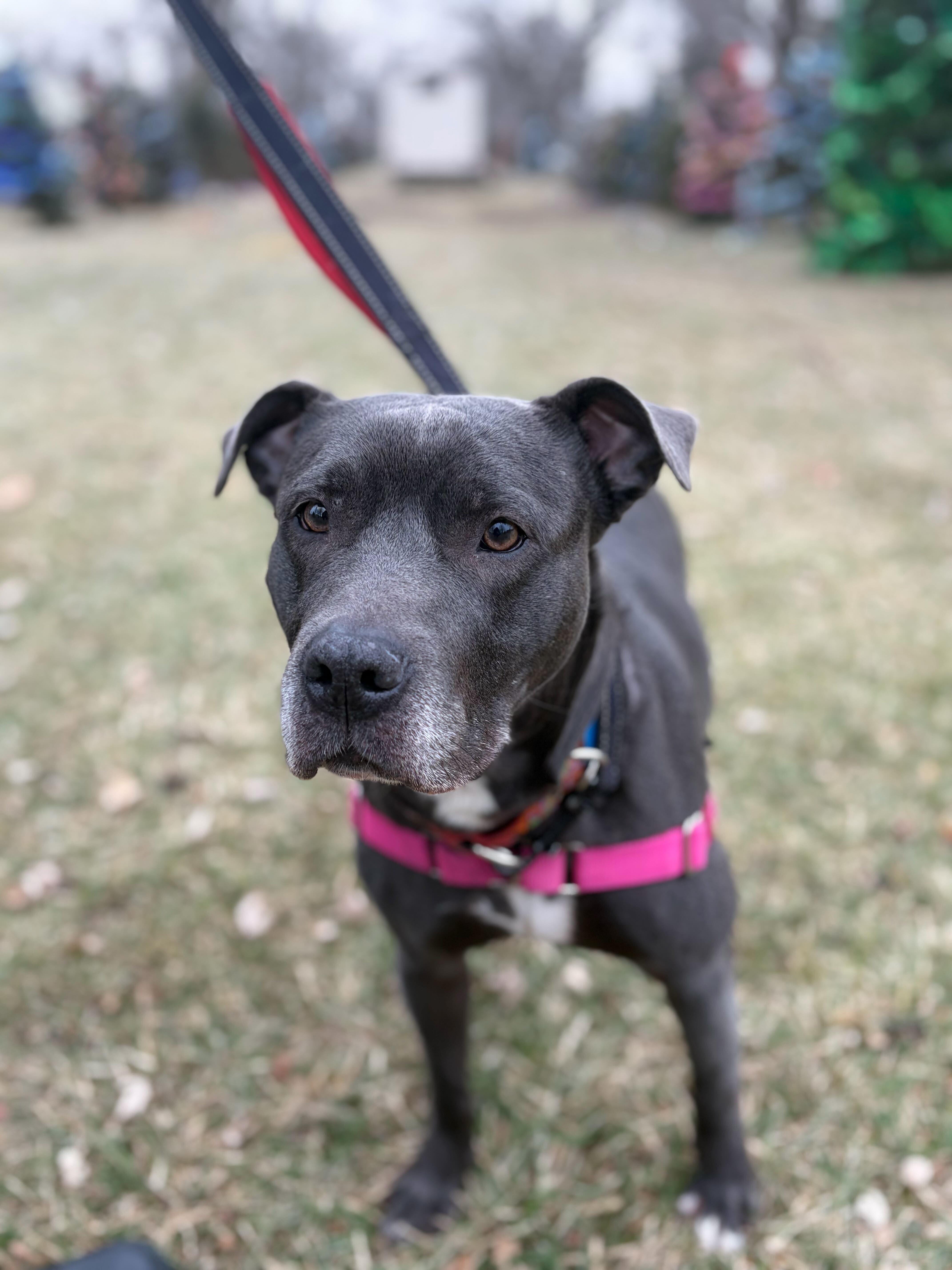Enlarge Nala [FOSTER OR ADOPTABLE], a Adoptable mixed breed in Aurora, IL image 5/6