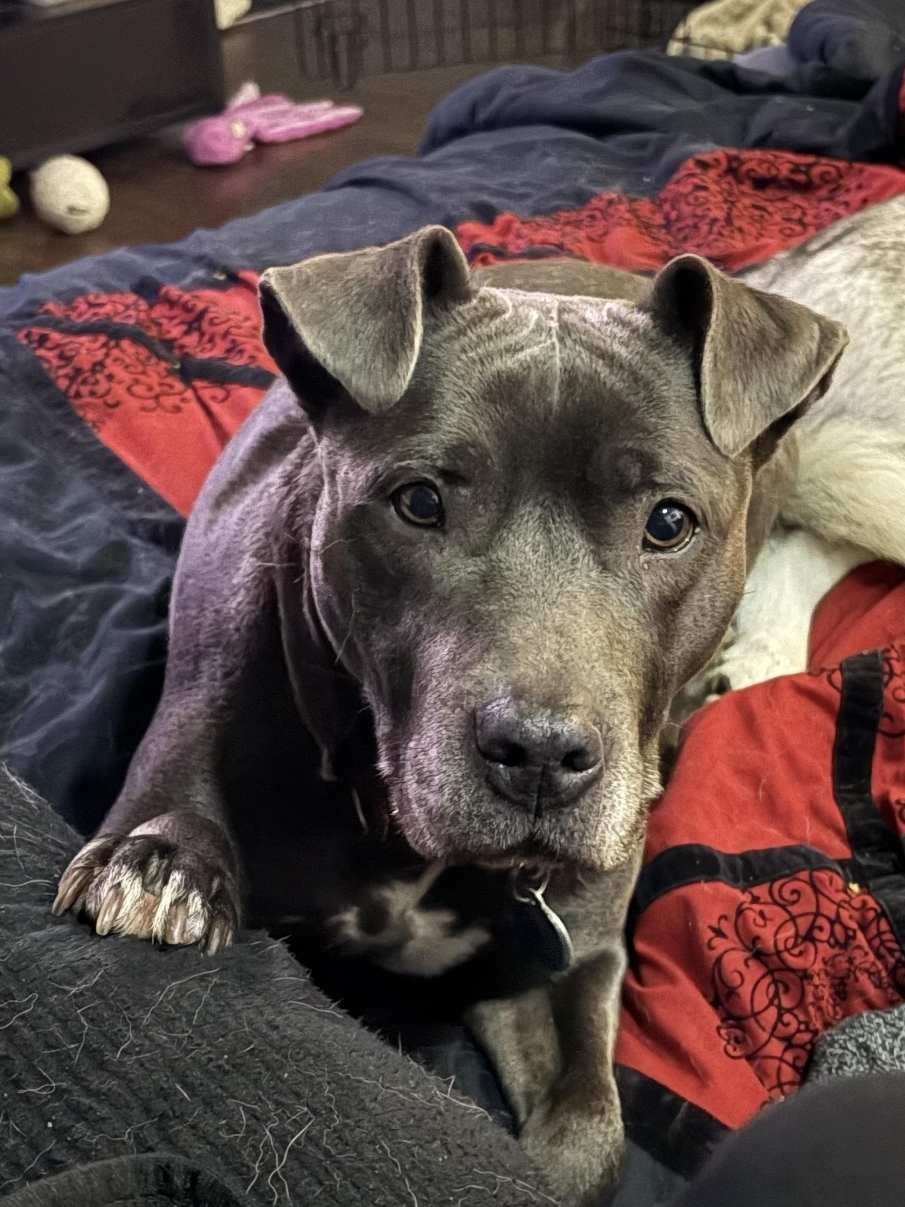 Nala [FOSTER OR ADOPTABLE], Adoptable, Adult Female Shar-Pei & American Staffordshire Terrier.