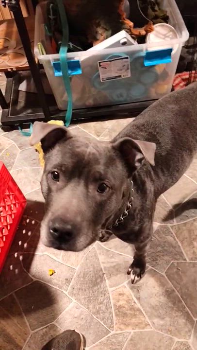 Enlarge Nala, a Adoptable mixed breed in Addison, IL video 2/4