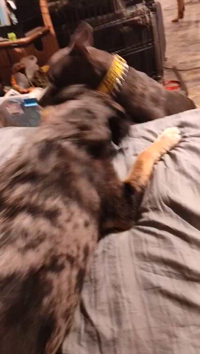 Enlarge Nala, a Adoptable mixed breed in Addison, IL video 3/4