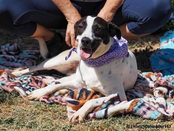 Mika, a Adoptable mixed breed in EL COLORADO, JAL image 1/5
