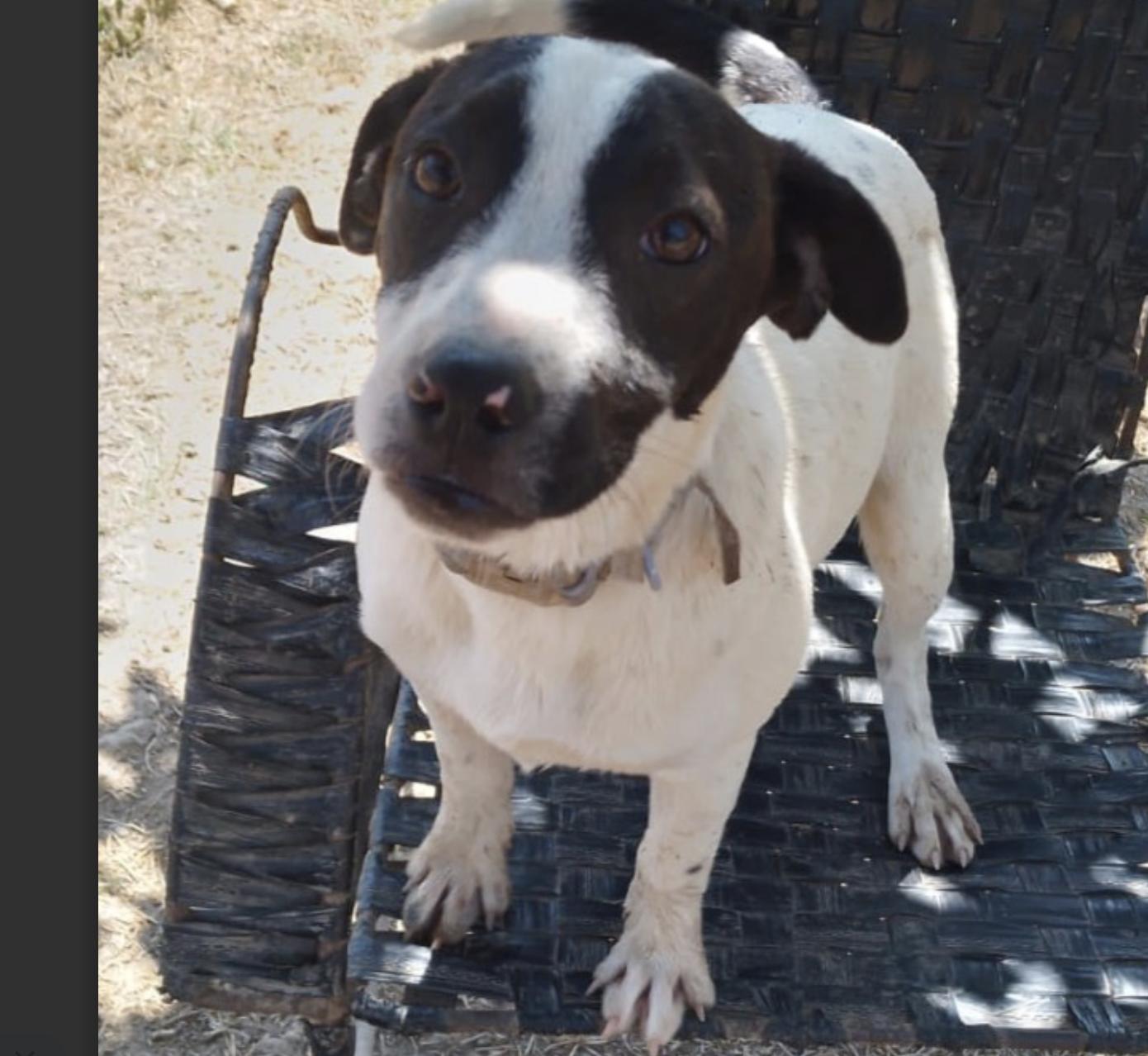 Mika, a Adoptable mixed breed in EL COLORADO, JAL image 2/5