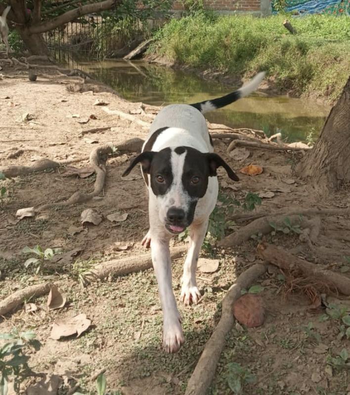 Mika, a Adoptable mixed breed in EL COLORADO, JAL image 3/5
