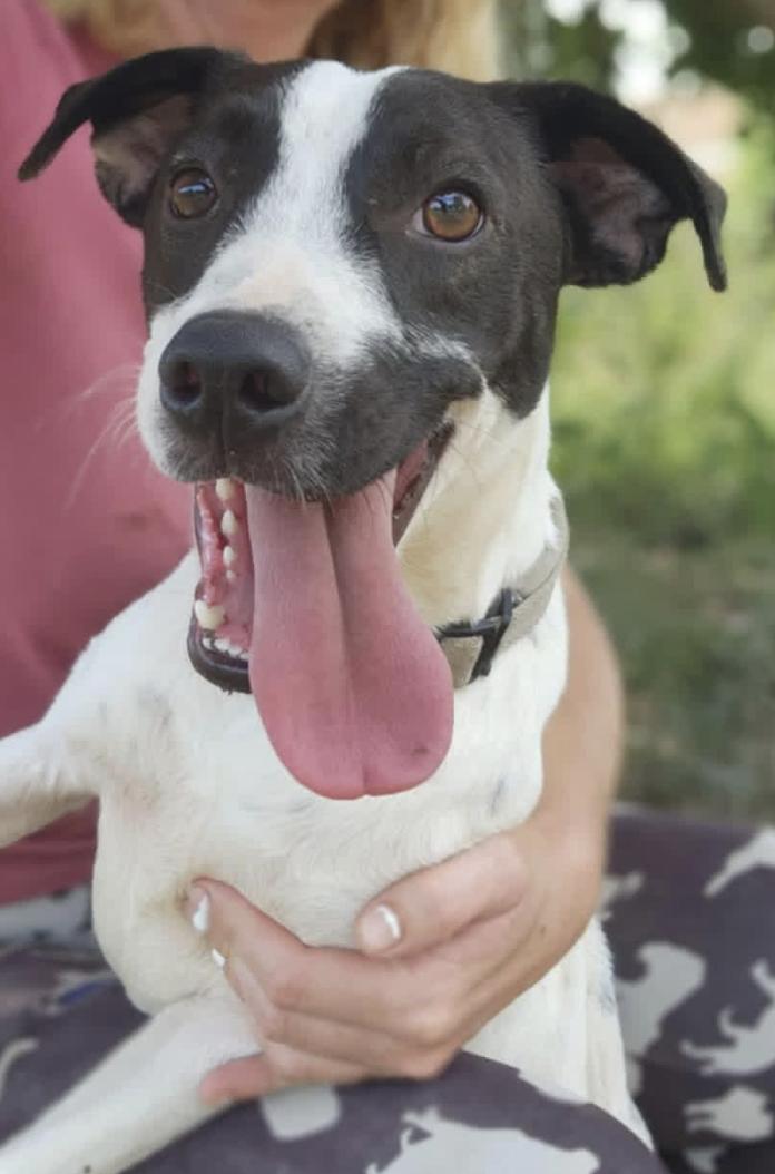 Mika, a Adoptable mixed breed in EL COLORADO, JAL image 4/5