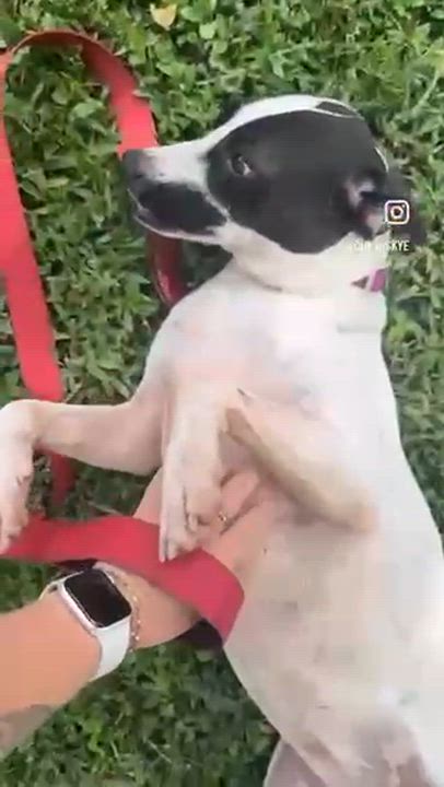 Enlarge Mika, a Adoptable mixed breed in EL COLORADO, JAL video 5/5