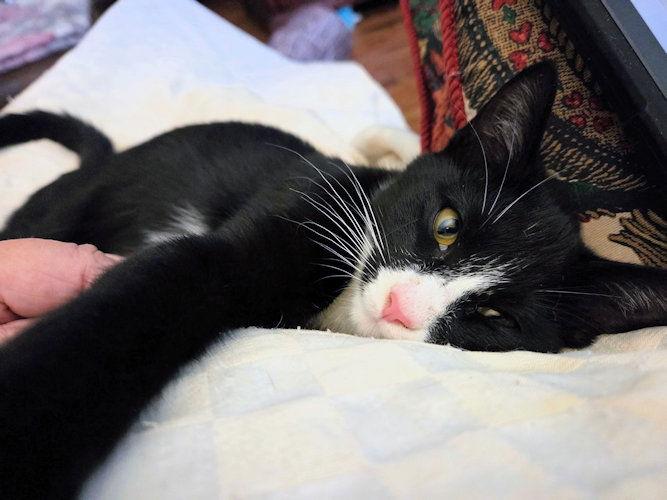 Glenda, Adopted, Young Female Domestic Short Hair.