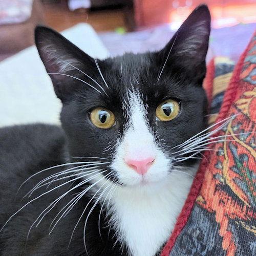 Glenda, a Adopted Domestic Short Hair in Rutherfordton, NC image 2/2