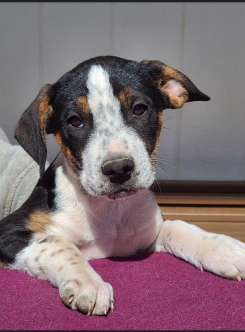Squeaks, Adopted, Puppy Female Australian Cattle Dog / Blue Heeler & Foxhound.