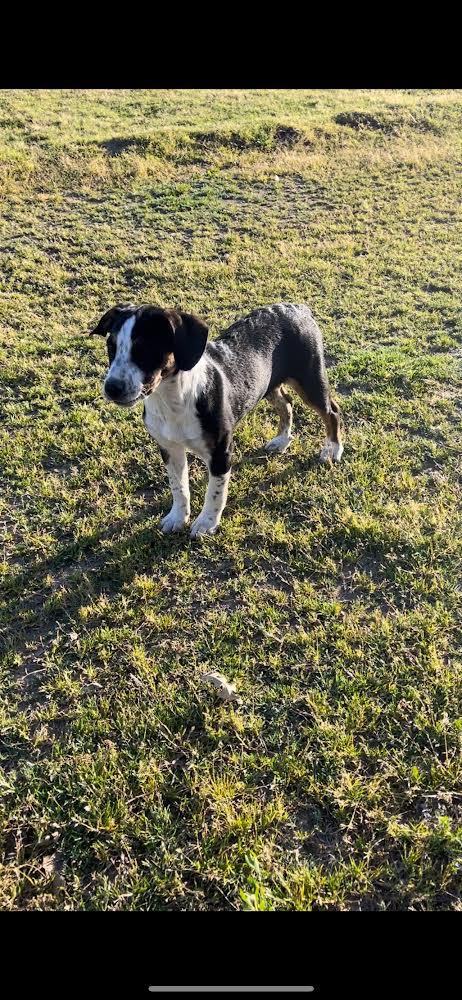 Squeaks, a Adopted mixed breed in Manteca, CA image 2/3