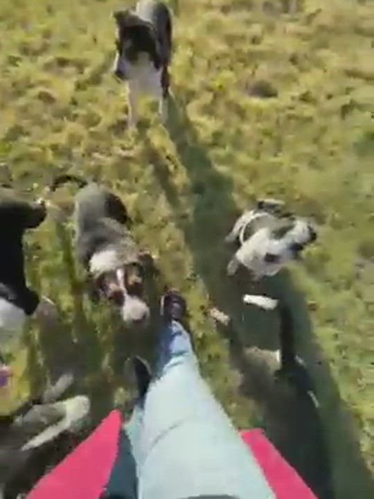 Enlarge Squeaks, a Adopted mixed breed in Manteca, CA video 3/3