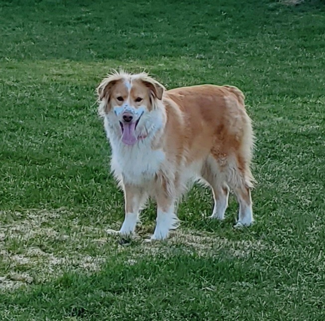 Finley, Adoptable, Senior Female Australian Shepherd.