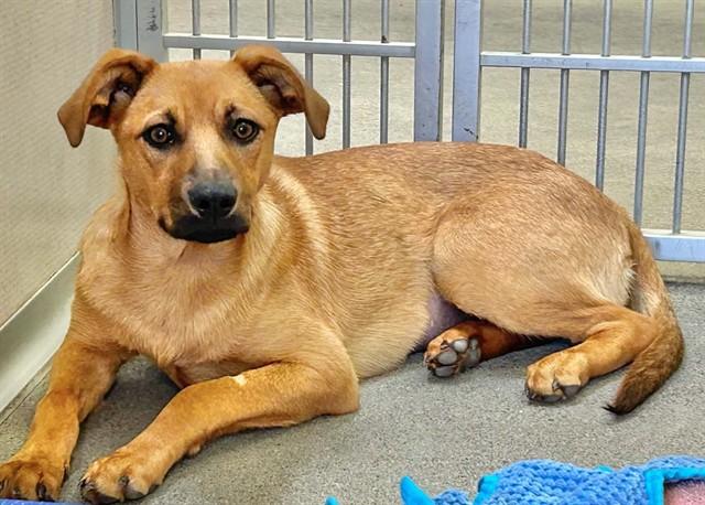 Enlarge HEIDI, a Adoptable mixed breed in Salinas, CA image 1/1