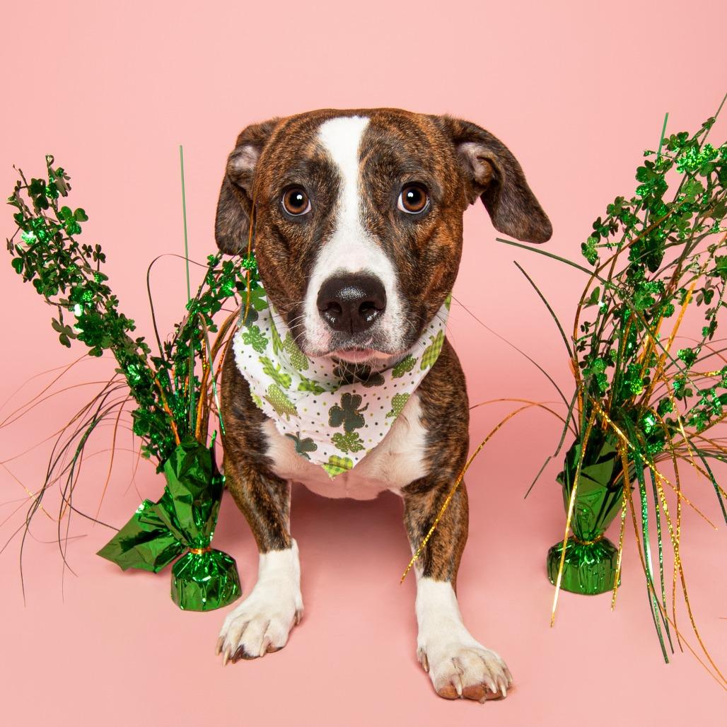 Tia, a Adoptable mixed breed in Louisville, KY image 1/6