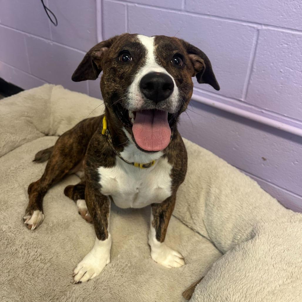 Tia, a Adoptable mixed breed in Louisville, KY image 2/6