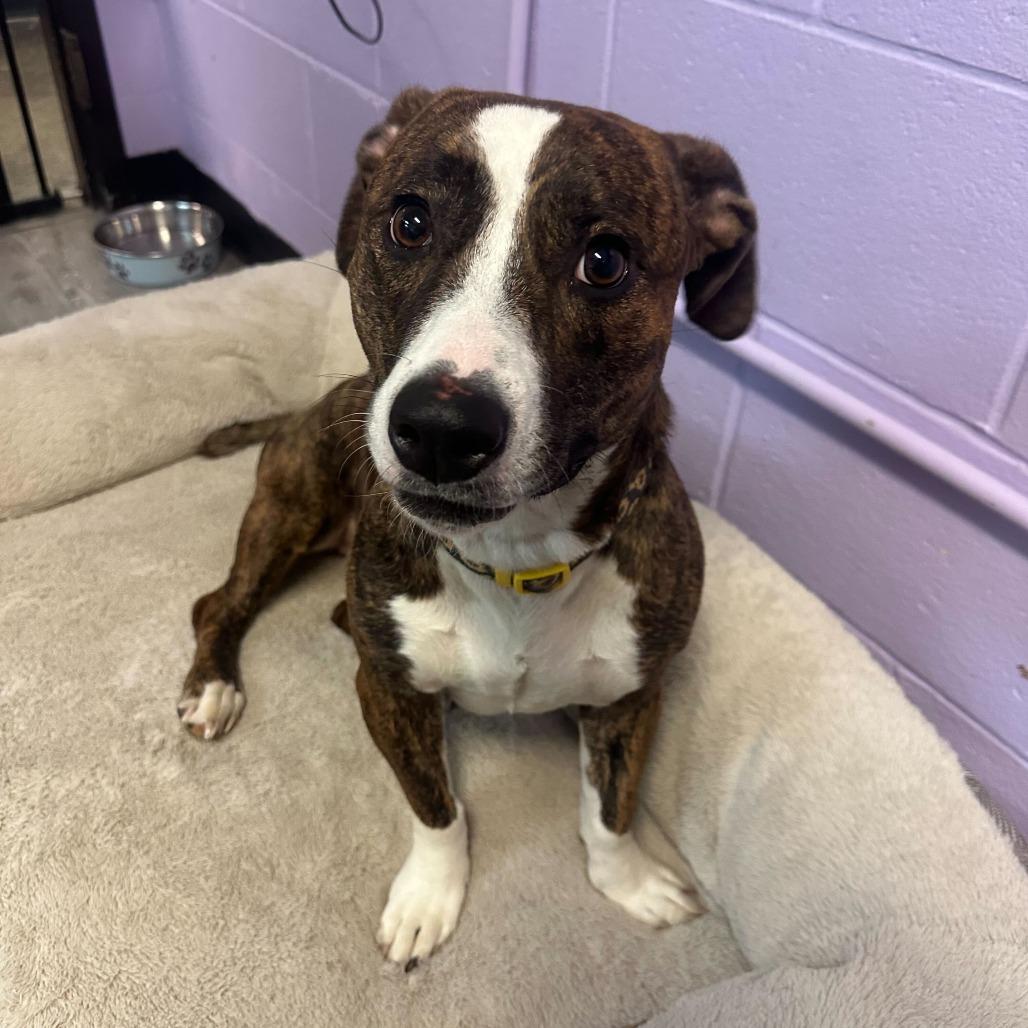 Tia, a Adoptable mixed breed in Louisville, KY image 3/6