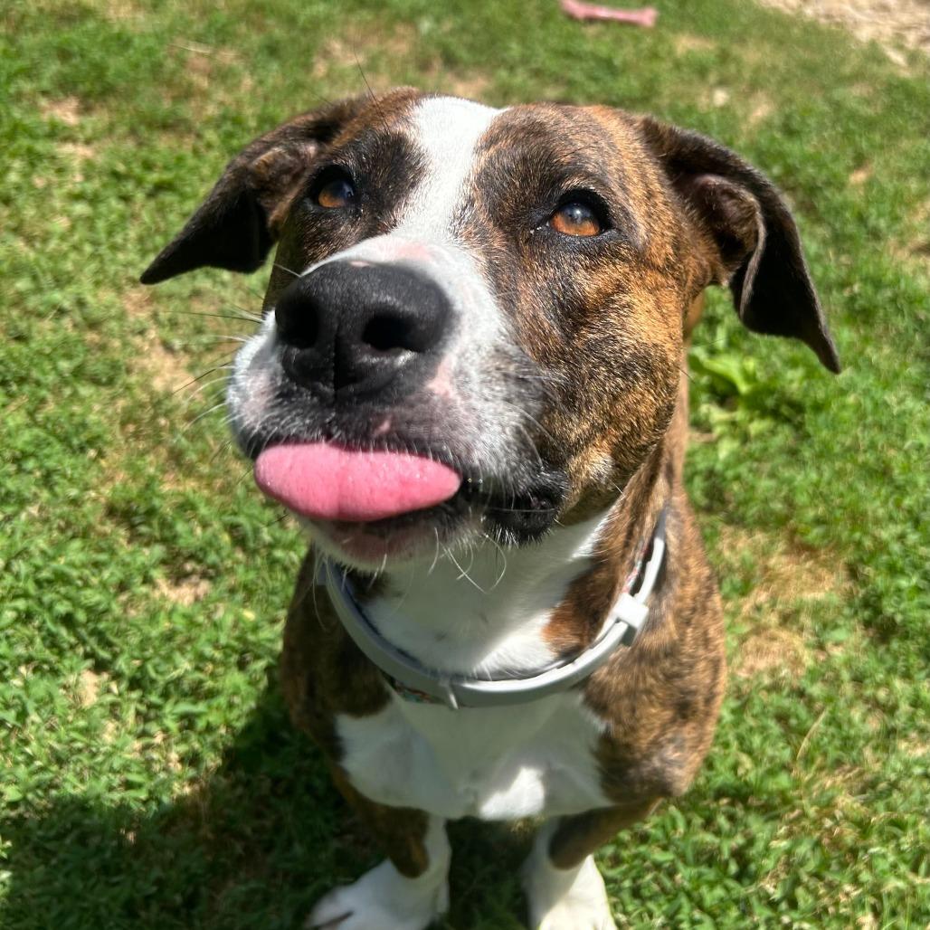 Tia, a Adoptable mixed breed in Louisville, KY image 4/6