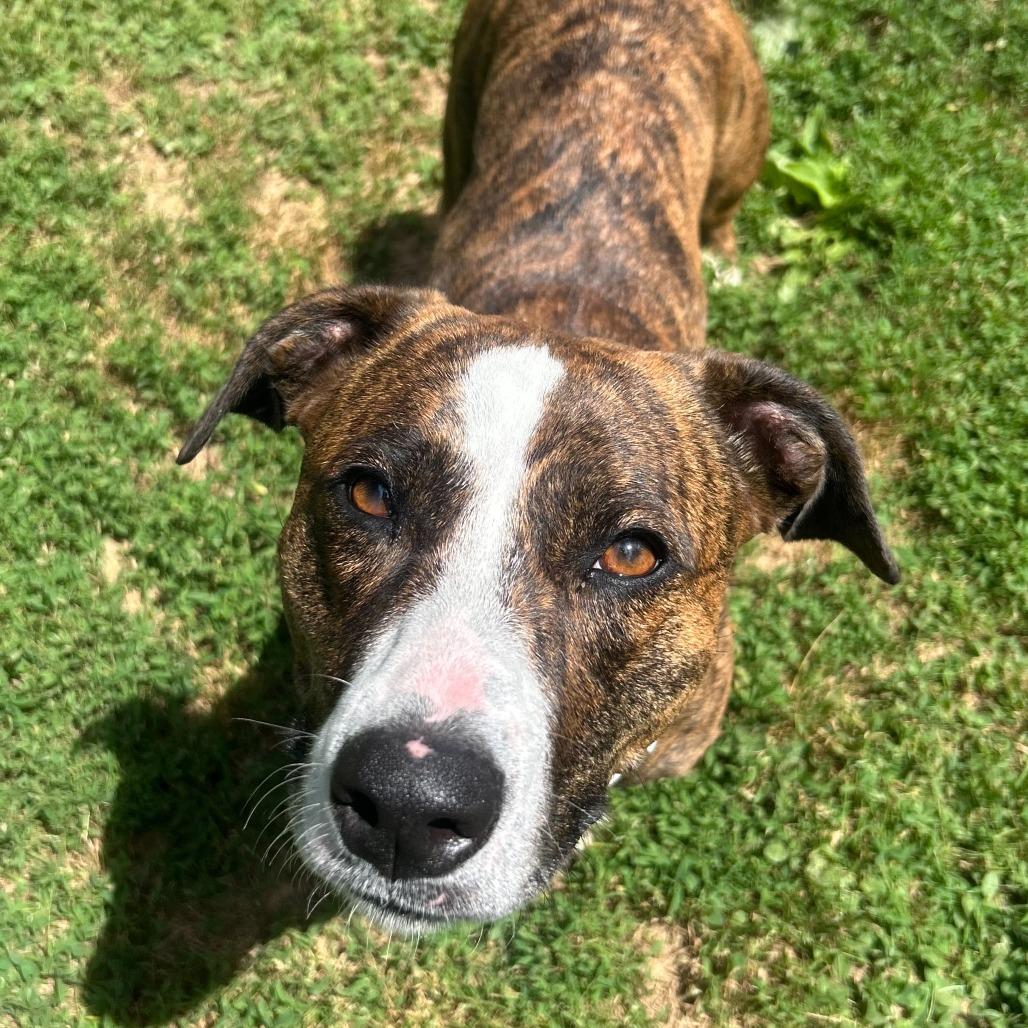 Tia, a Adoptable mixed breed in Louisville, KY image 5/6