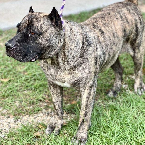 Enlarge Patty, a Adoptable Presa Canario in Norwood, GA image 8/10