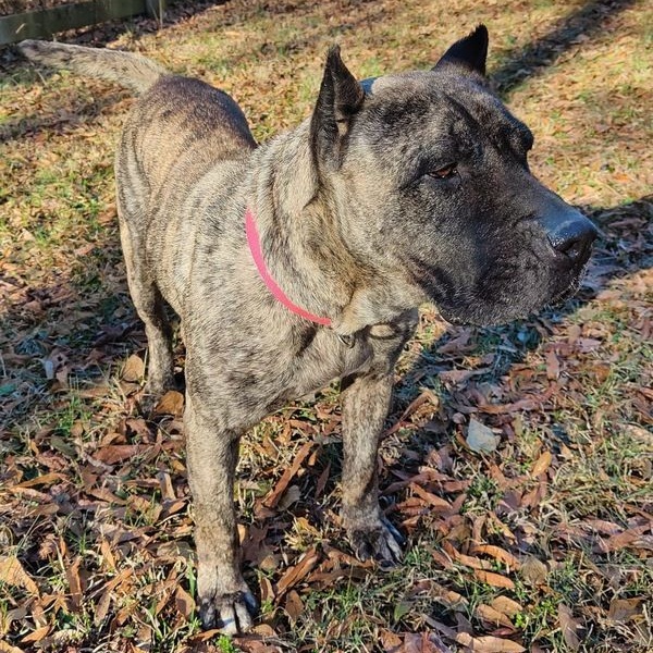 Patty, an adoptable Presa Canario in Norwood, GA, 30821 | Photo Image 4