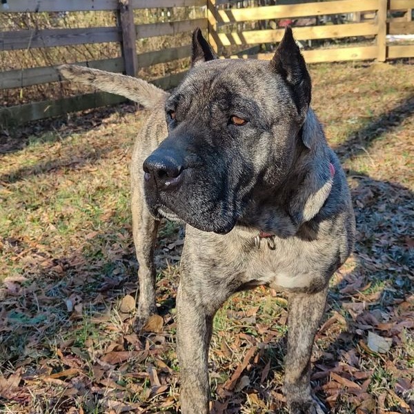 Patty, an adoptable Presa Canario in Norwood, GA, 30821 | Photo Image 2