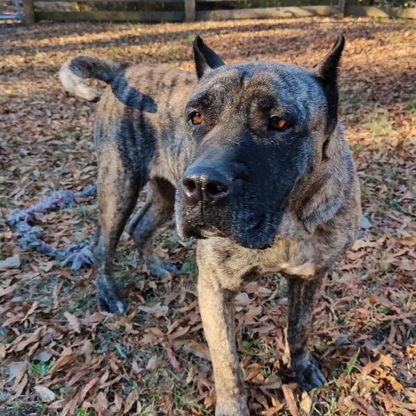 Patty, an adoptable Presa Canario in Norwood, GA, 30821 | Photo Image 5