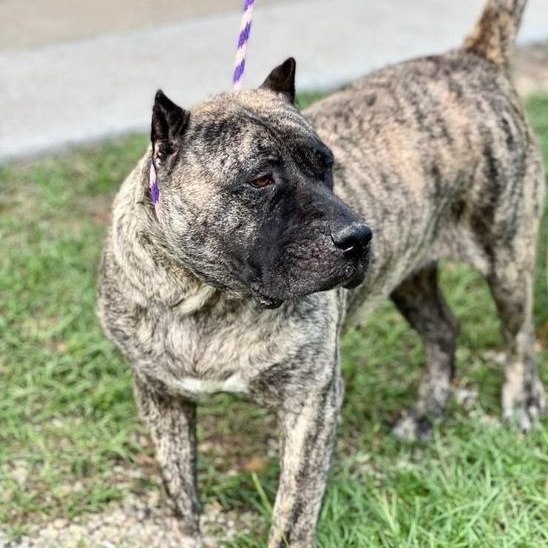 Patty, a Adoptable Presa Canario in Norwood, GA image 1/10