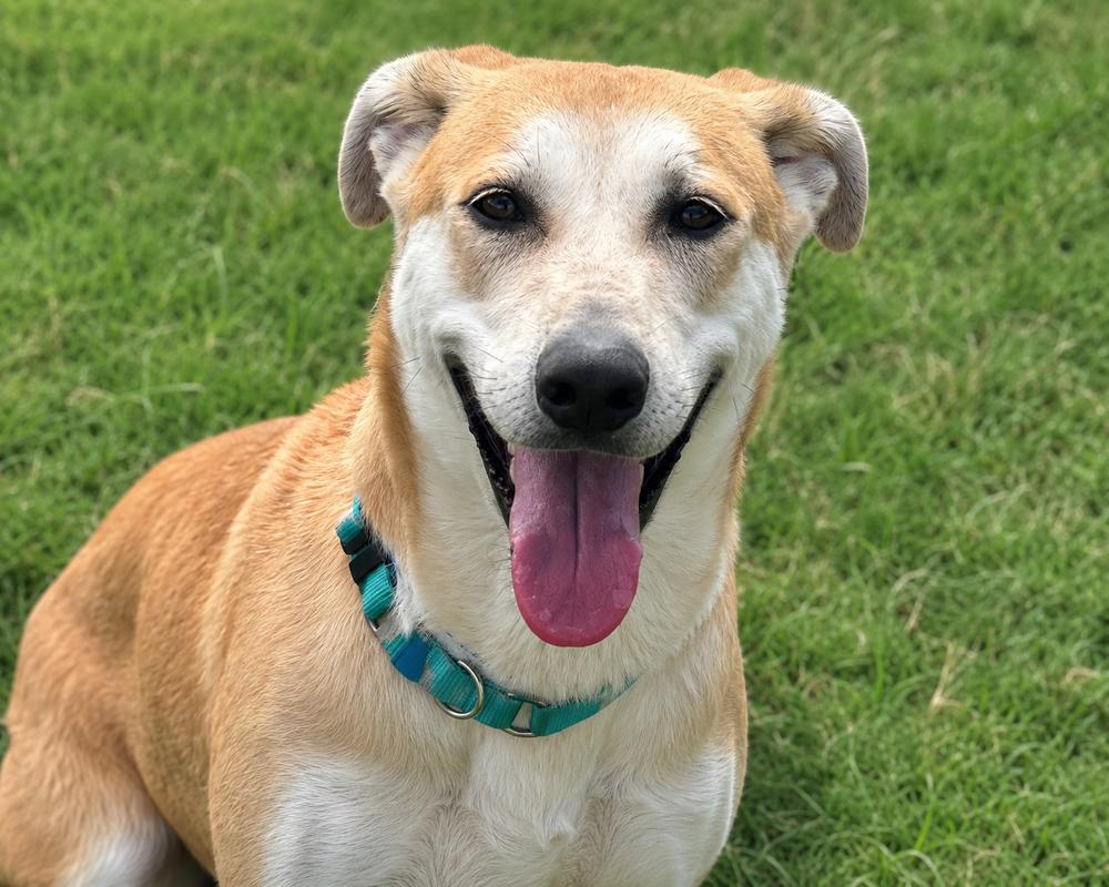 River, Adopted, Young Female Labrador Retriever & Carolina Dog.
