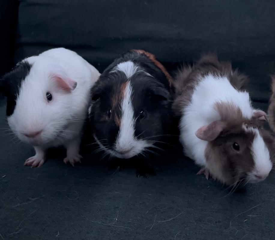 Enlarge Mr. Fluffington, Mr. Squeaks & Mr. Mocha, a Adoptable Guinea Pig in West Chester, OH image 1/1