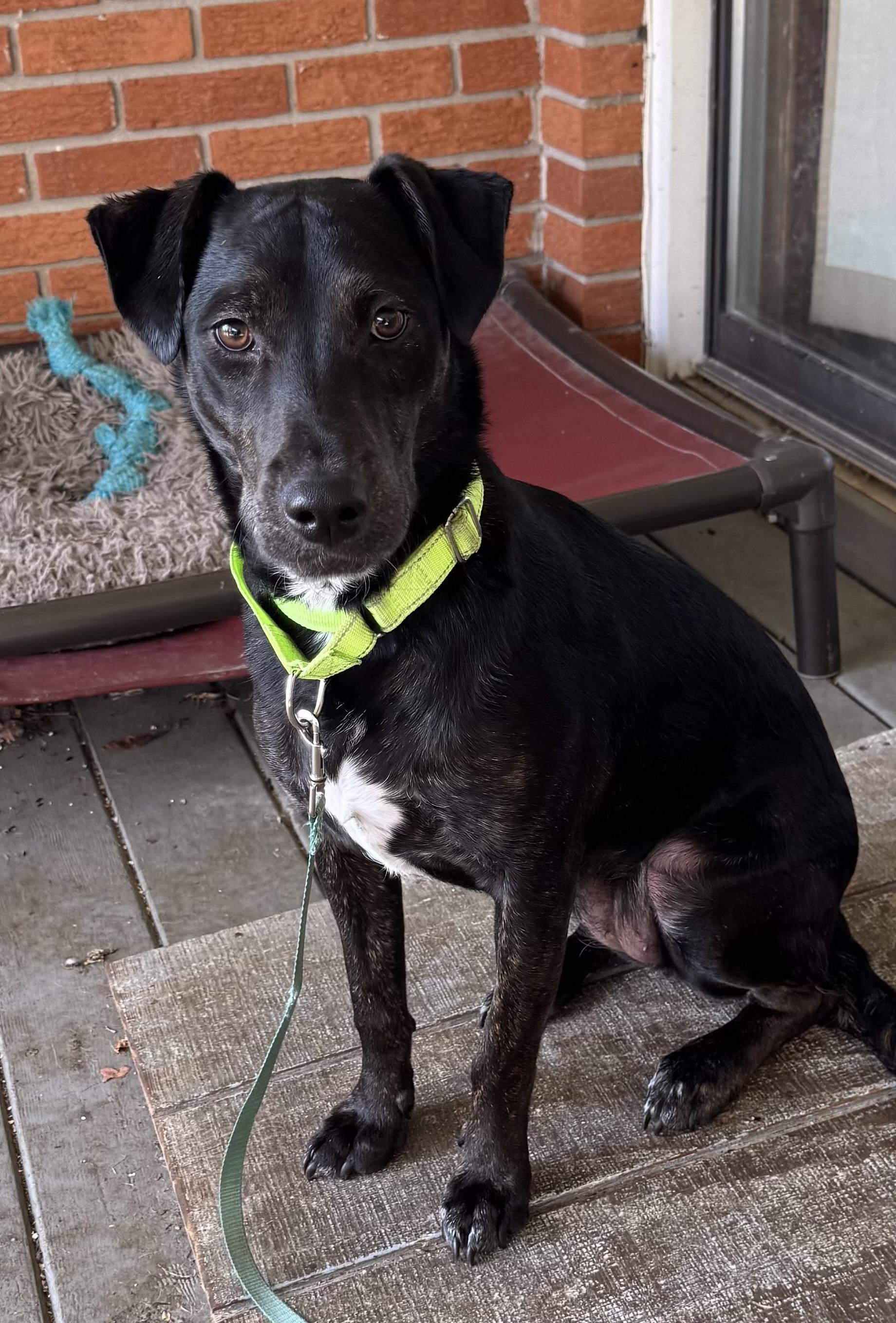 Bree, a Adoptable mixed breed in Coldwater, MI image 1/2