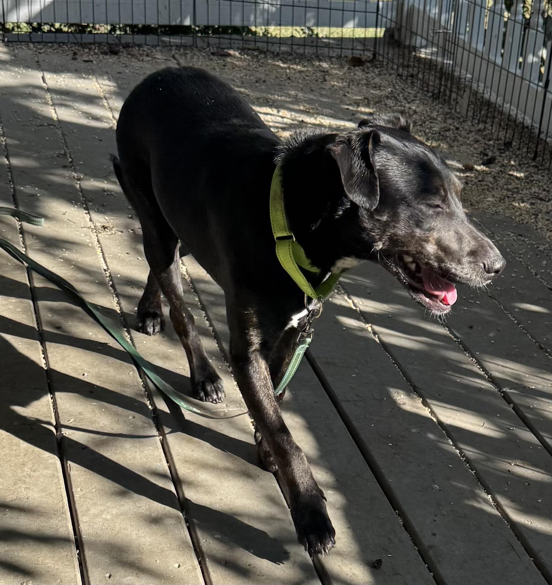 Bree, a Adoptable mixed breed in Coldwater, MI image 2/2