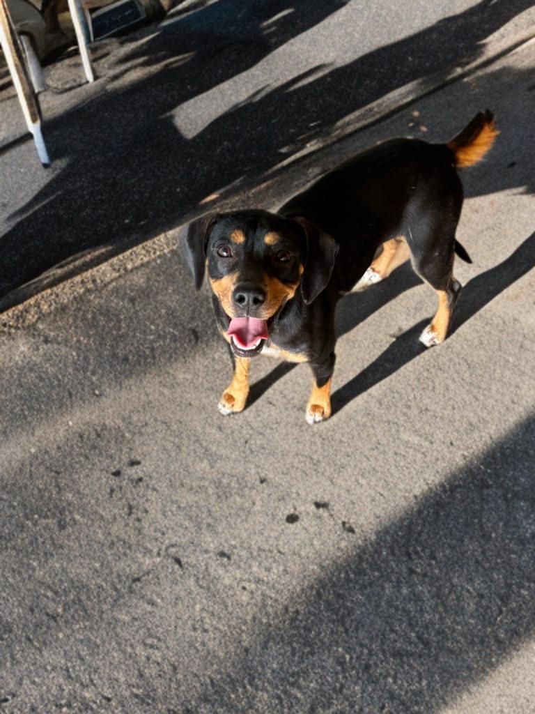 Enlarge Tia, a Adoptable mixed breed in Red Oak, TX image 1/1