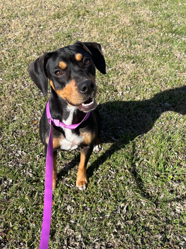 Enlarge Tia, a Adoptable mixed breed in Red Oak, TX image 1/2