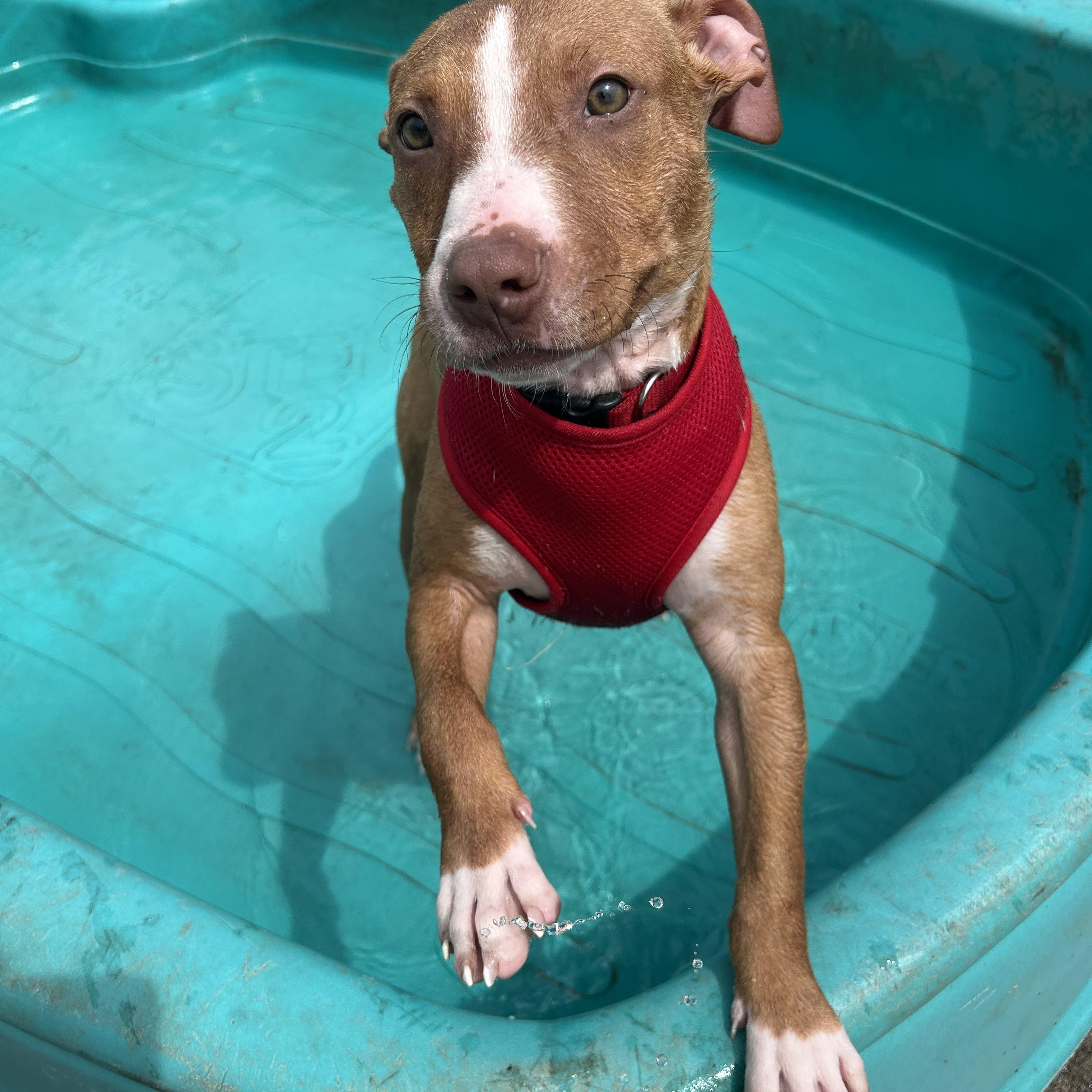 Surf, Baby Male Terrier
