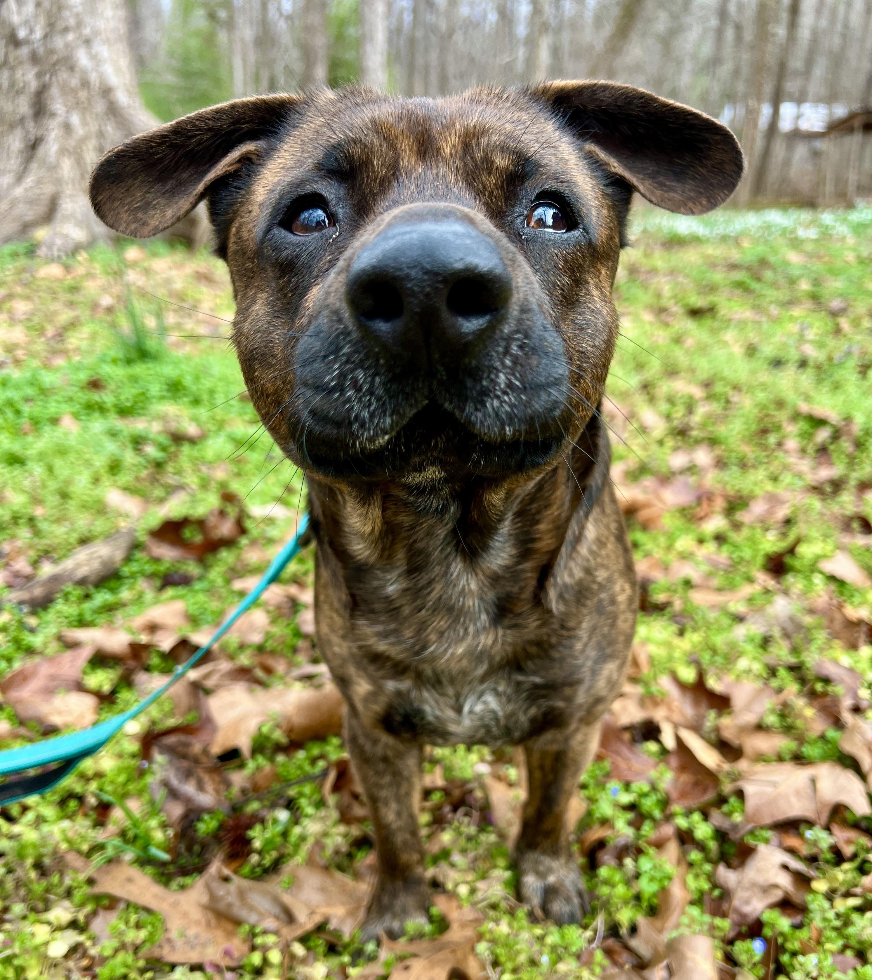 Enlarge Mr. Mouse, a ADOPTABLE mixed breed in Pittsboro, NC image 4/5