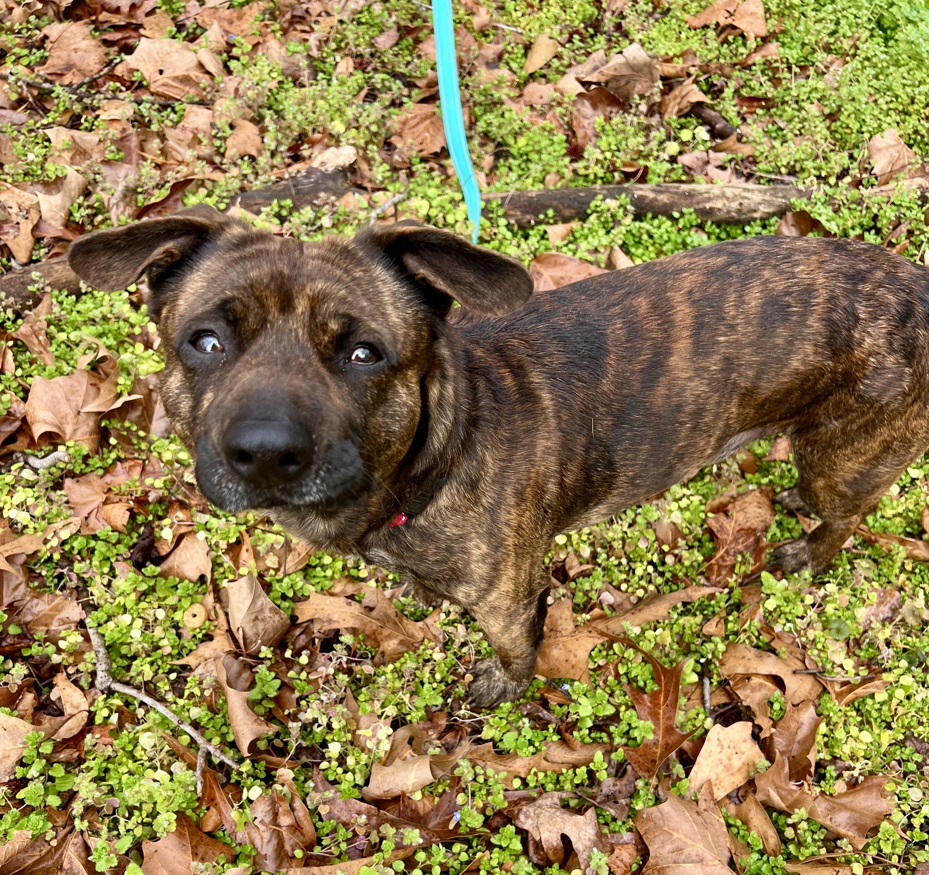 Enlarge Mr. Mouse, a ADOPTABLE mixed breed in Pittsboro, NC image 2/5