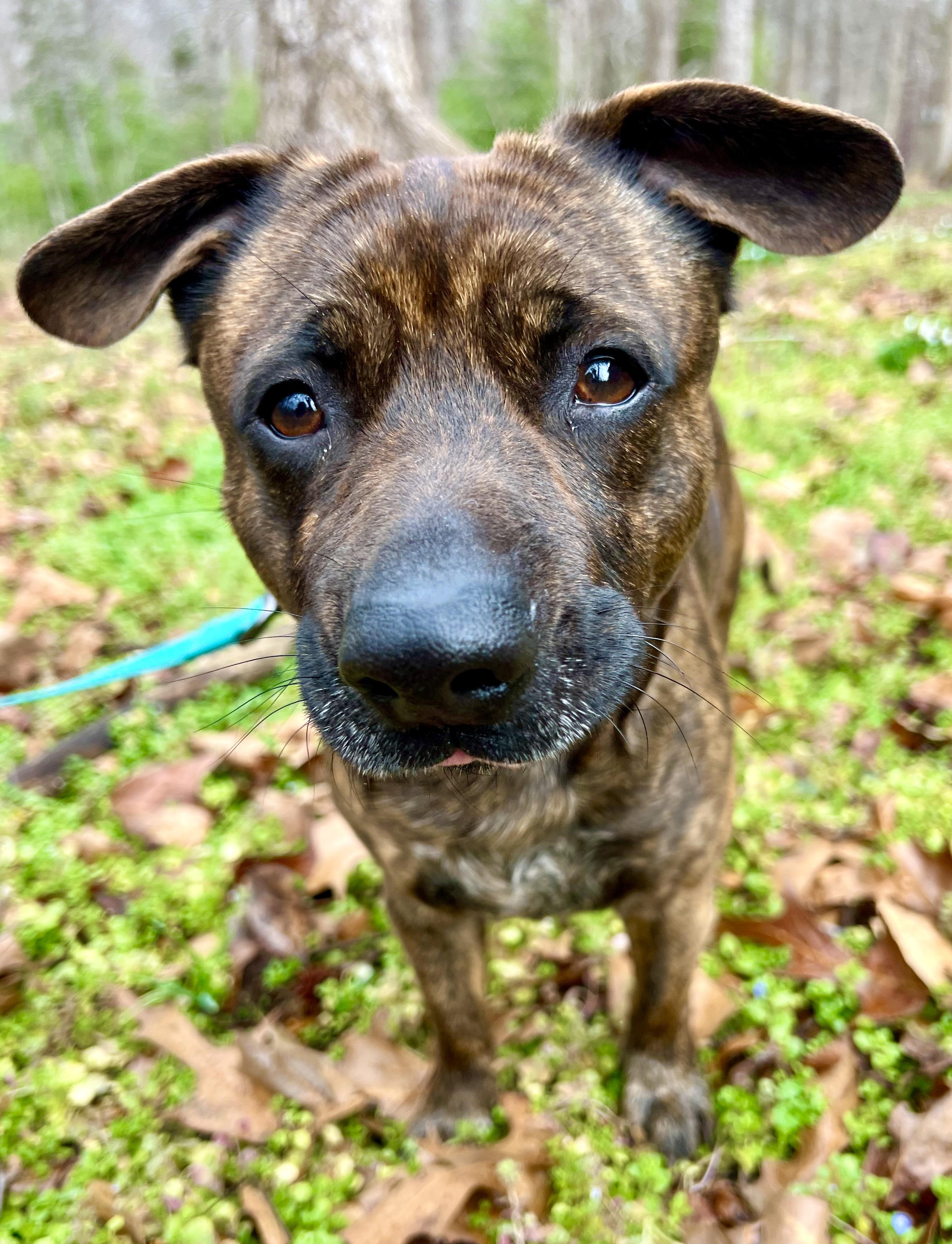 Enlarge Mr. Mouse, a ADOPTABLE mixed breed in Pittsboro, NC image 3/5