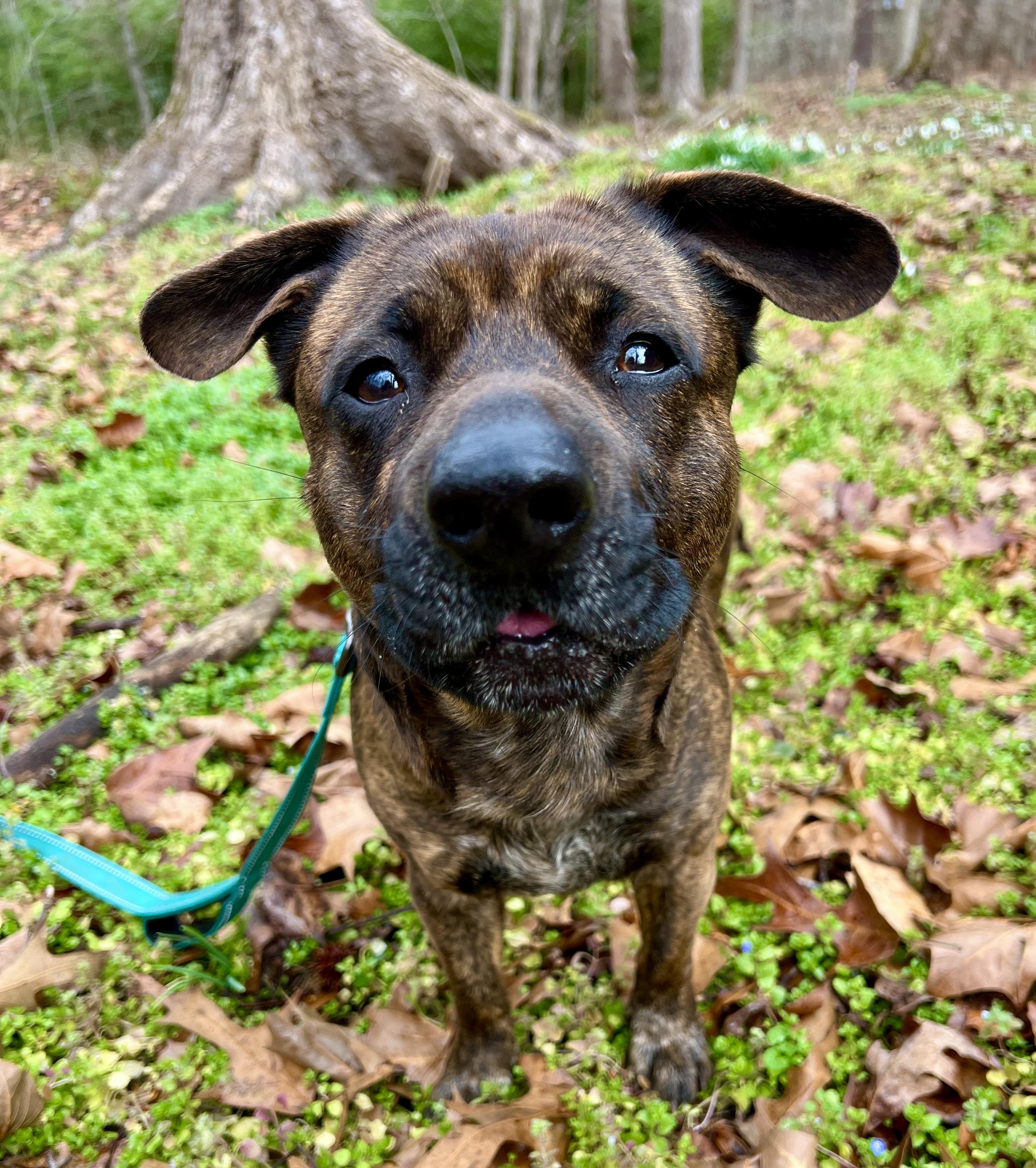 Enlarge Mr. Mouse, a ADOPTABLE mixed breed in Pittsboro, NC image 1/5