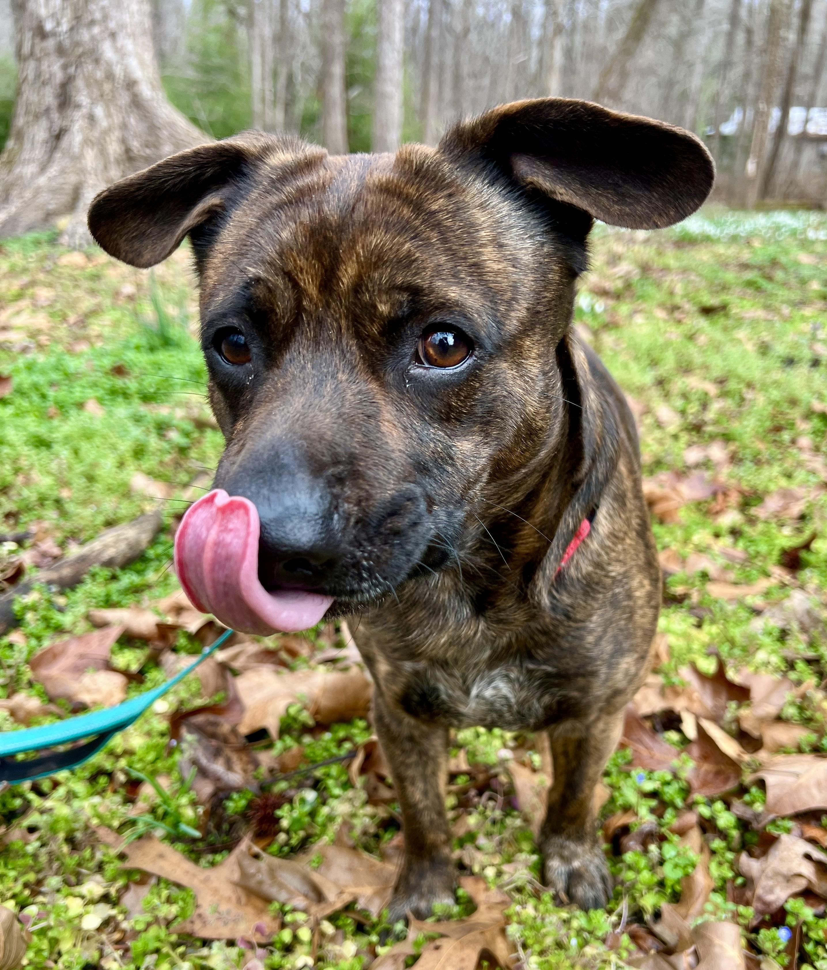 Enlarge Mr. Mouse, a ADOPTABLE mixed breed in Pittsboro, NC image 5/5