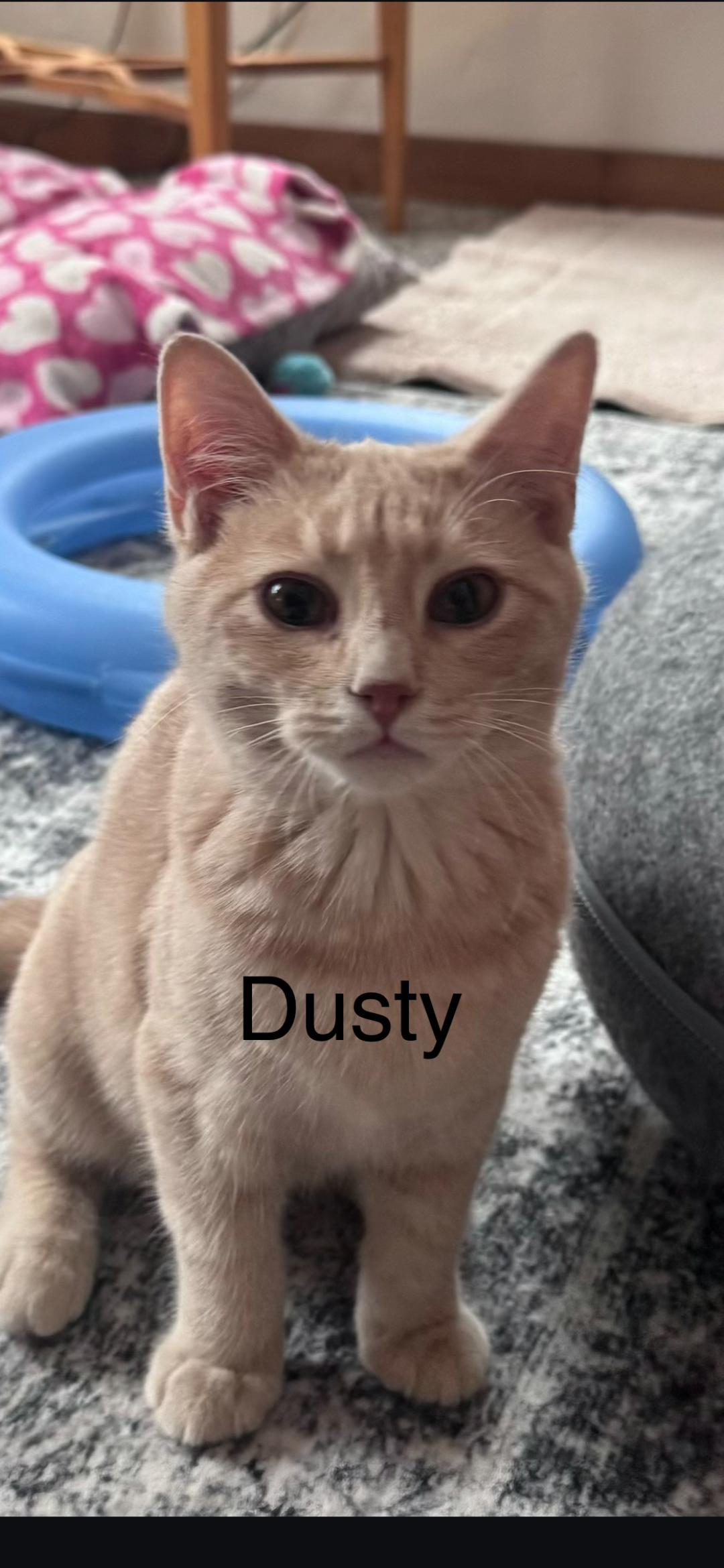 Dusty, ADOPTABLE, Kitten Male Domestic Short Hair.