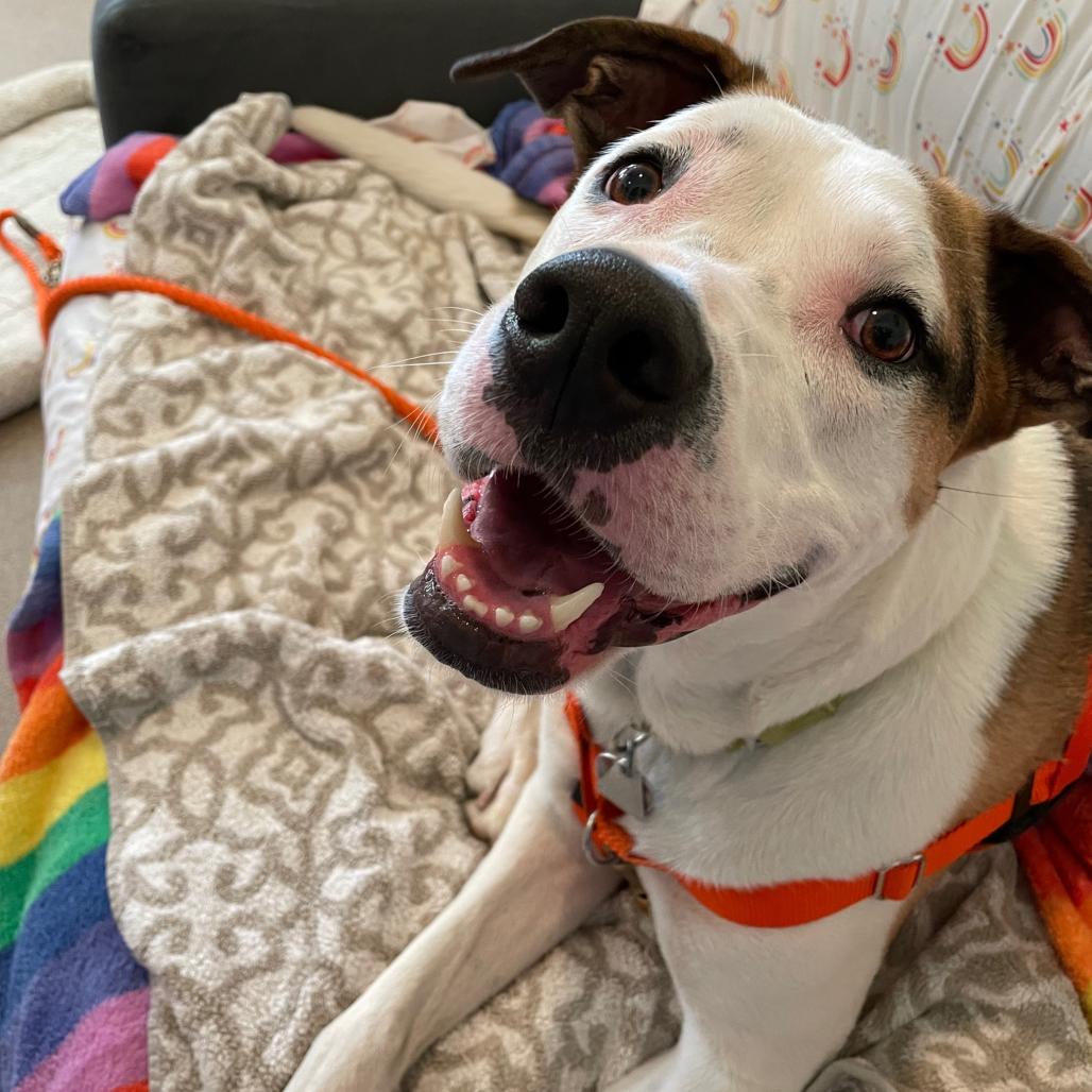 Enlarge Champion, a Adoptable American Staffordshire Terrier in Manchester, CT image 1/6