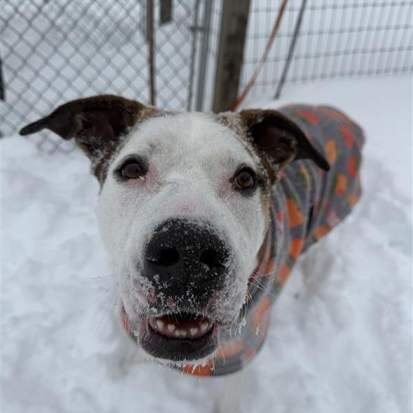 Enlarge Champion, a Adoptable American Staffordshire Terrier in Manchester, CT image 2/6