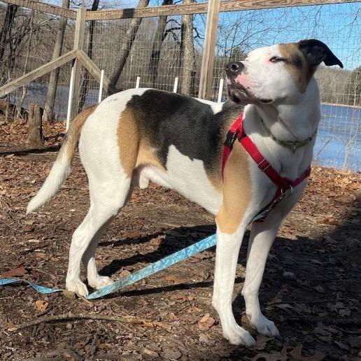 Enlarge Champion, a Adoptable American Staffordshire Terrier in Manchester, CT image 3/6
