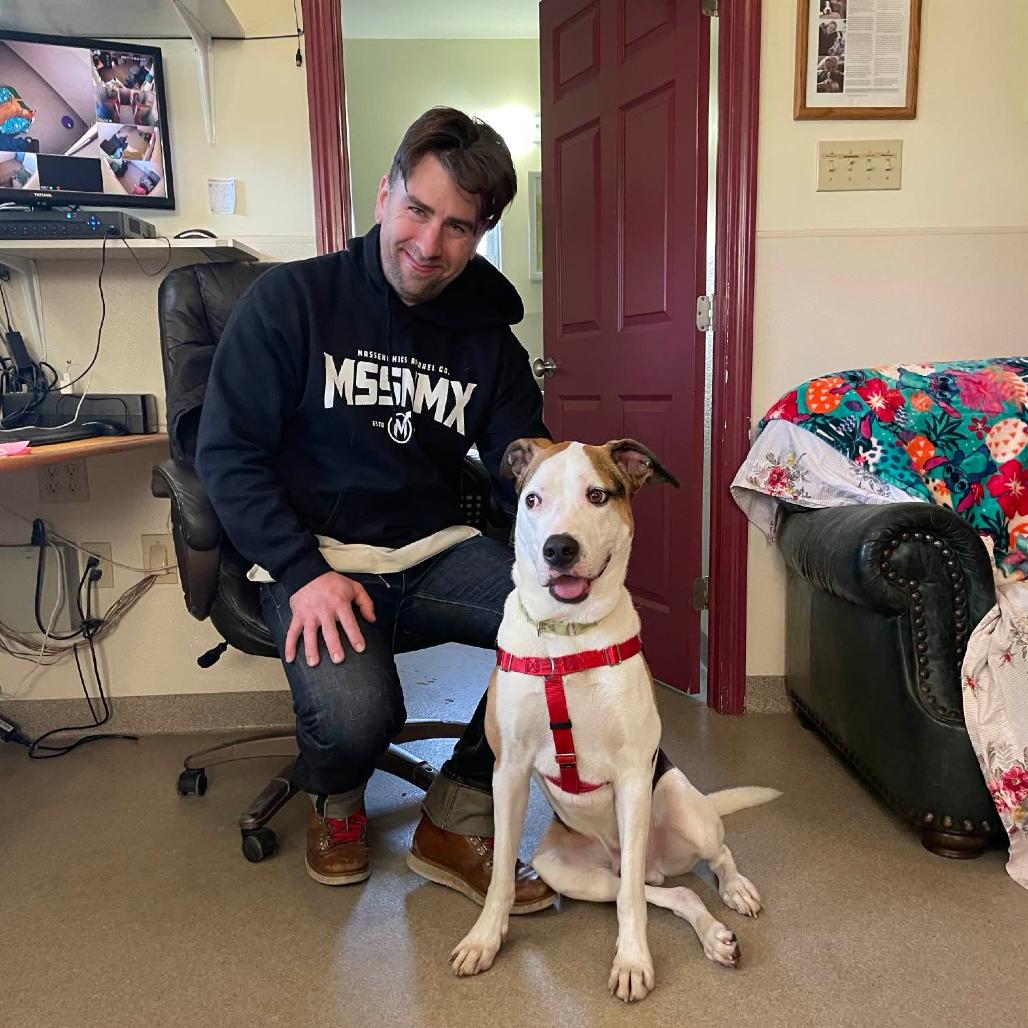 Enlarge Champion, a Adoptable American Staffordshire Terrier in Manchester, CT image 4/6