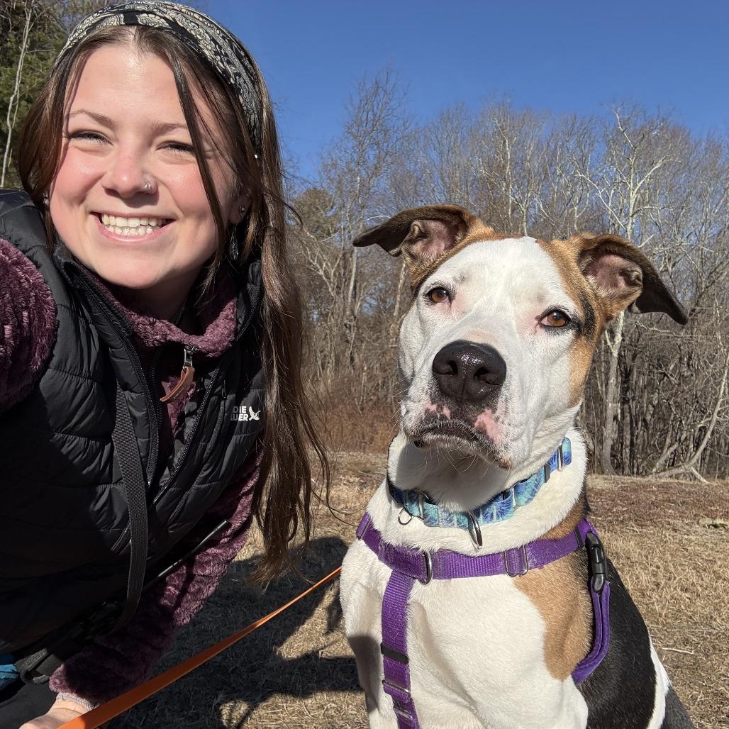 Enlarge Champion, a Adoptable American Staffordshire Terrier in Manchester, CT image 5/6