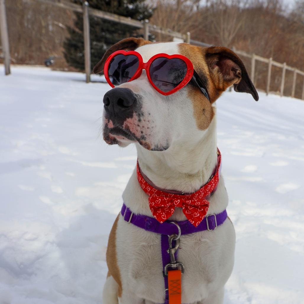 Champion — thumbnail 6