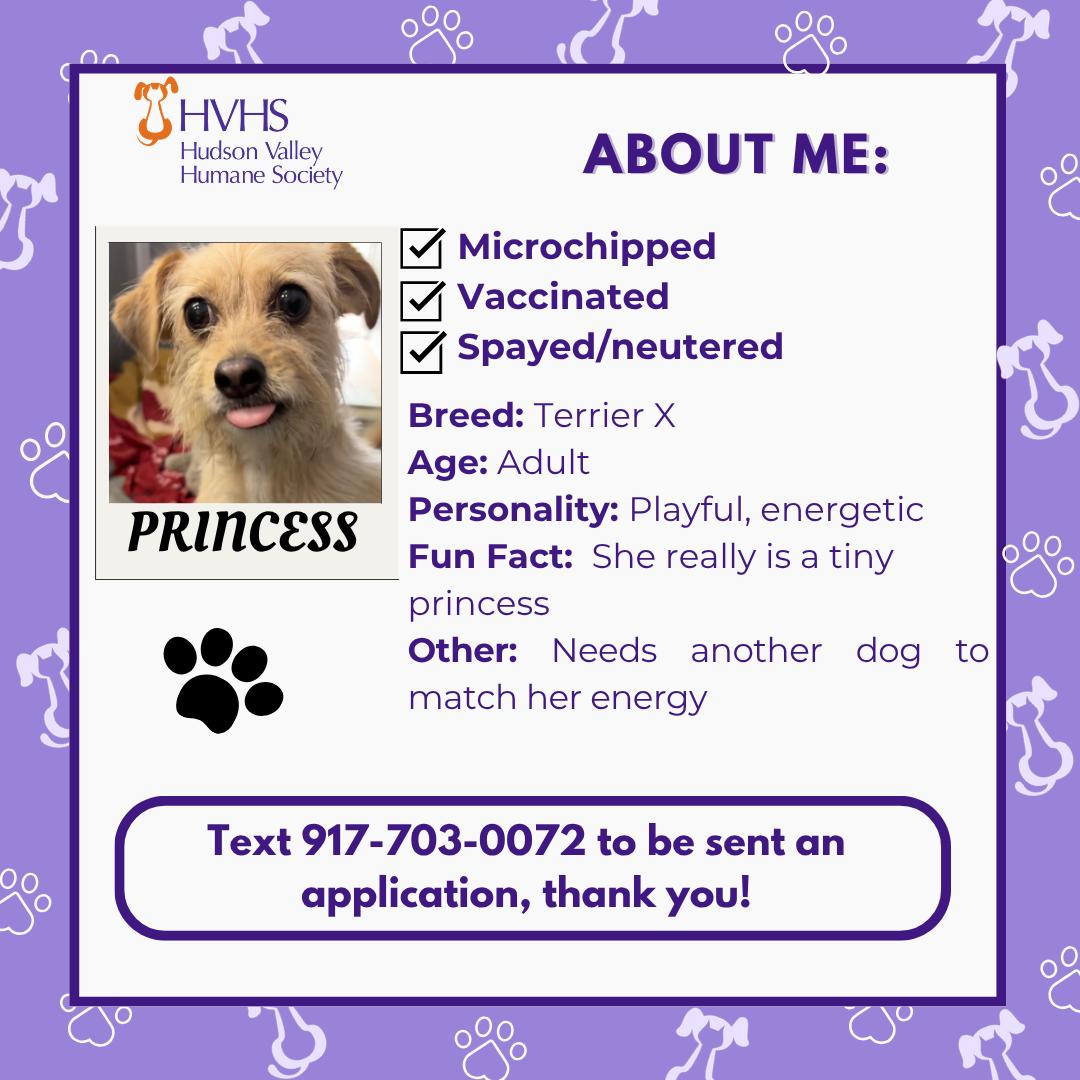 Enlarge PRINCESS, a ADOPTABLE mixed breed in Pomona, NY image 2/2
