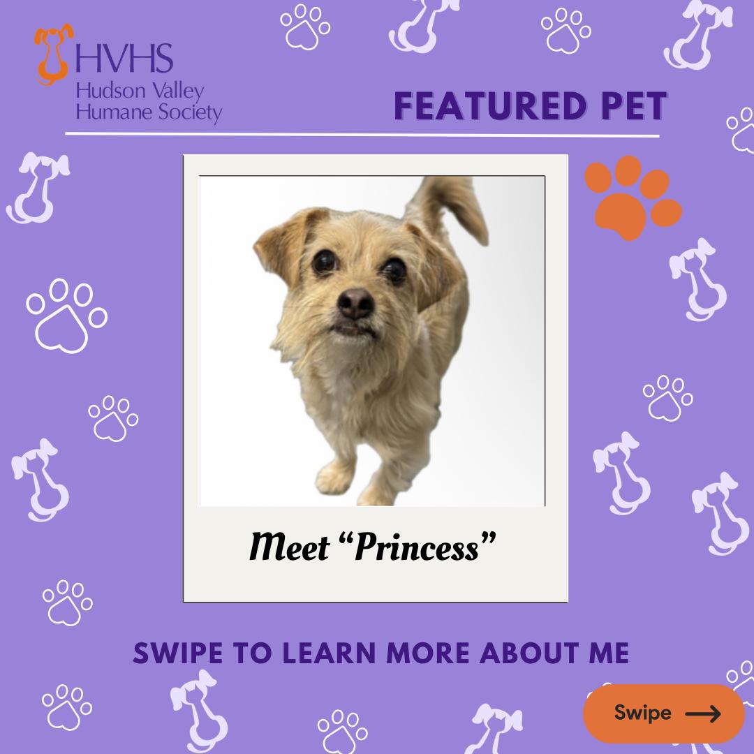 Enlarge PRINCESS, a ADOPTABLE mixed breed in Pomona, NY image 1/2
