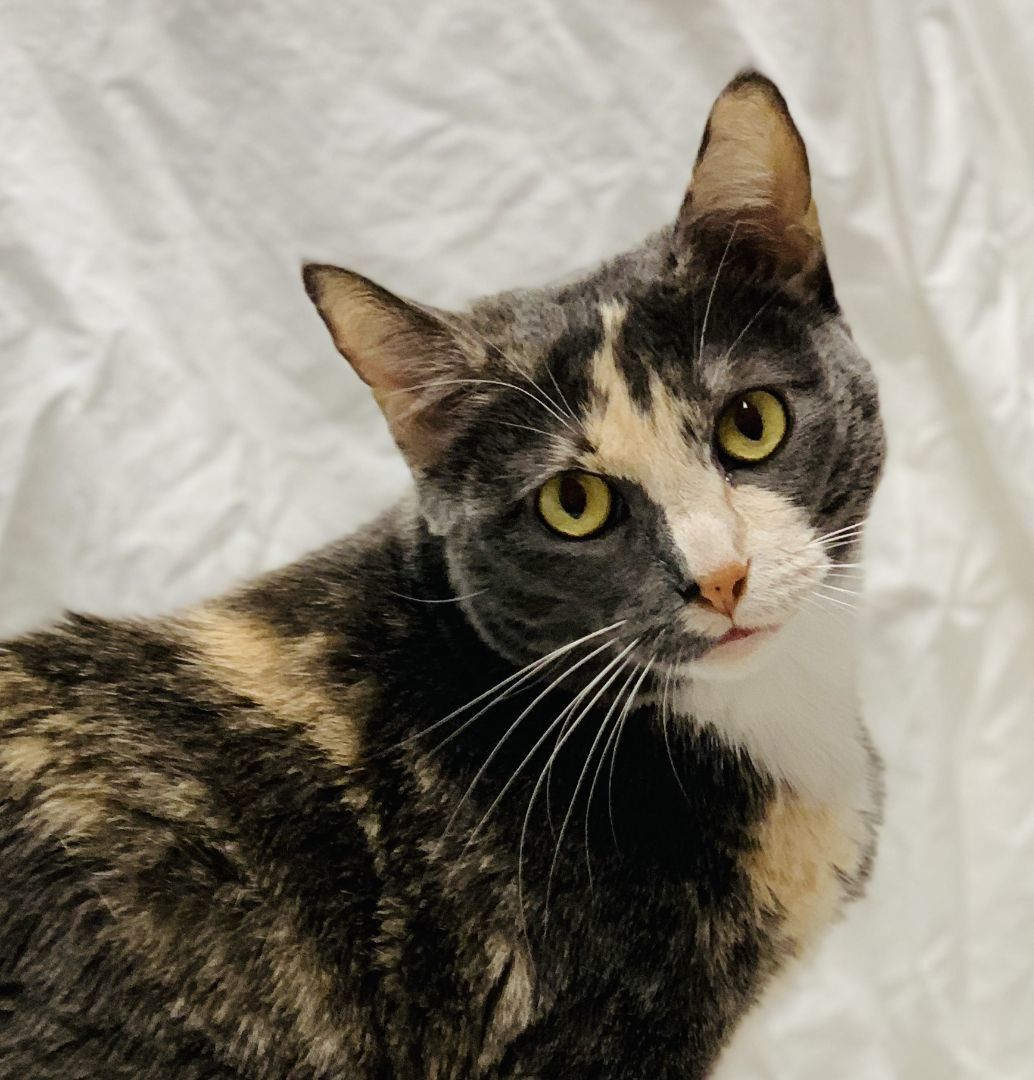 Enlarge Sylvia, a Adoptable mixed breed in Beverly Hills, CA image 1/4